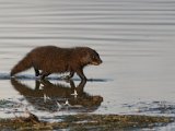 Kommetjiesgat muishond hardloop oor water  Water Mongoose -  Kommetjiegatmuishond